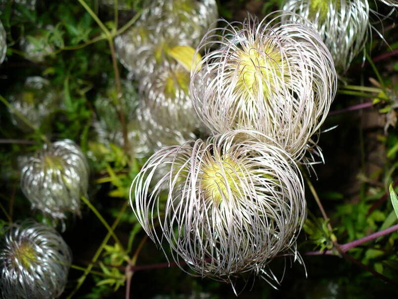 Golden Clematis Seeds for Planting (20 Seeds) - Clematis tangutica