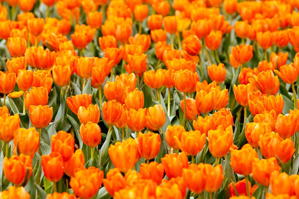 10 Orange Tulip Bulbs to Grow - Ships from Iowa, USA - Vibrant Orange Tulips, Award Winning