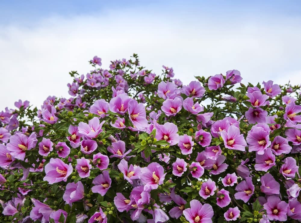 Rose of Sharon Seedlings for Planting - Attractive Flowering Hibiscus Bush Plants - No Ship to California