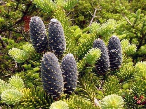 Tree Seeds - 30 Seeds of Balsam Fir, Abies balsamea (Fragrant Hardy Evergreen, Bonsai)
