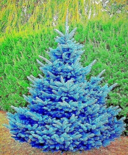 Colorado Blue Spruce Seedlings for Planting - Picea pungens - Evergreen Tree with Blue Leaves - No California