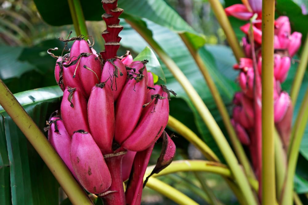 Dwarf Pink Banana Tree Seeds for Planting (5 Seeds) - Musa Velutina