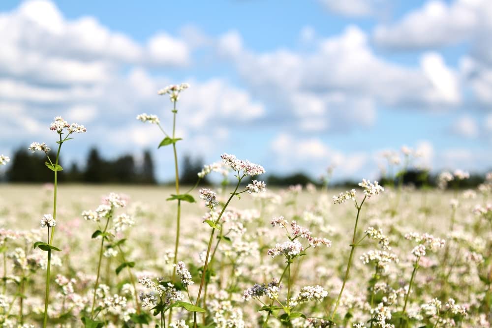 Buckwheat Seeds for Planting - Cover Crop, Grain, Bee Pasture, Pollinator, Wildlife Seed