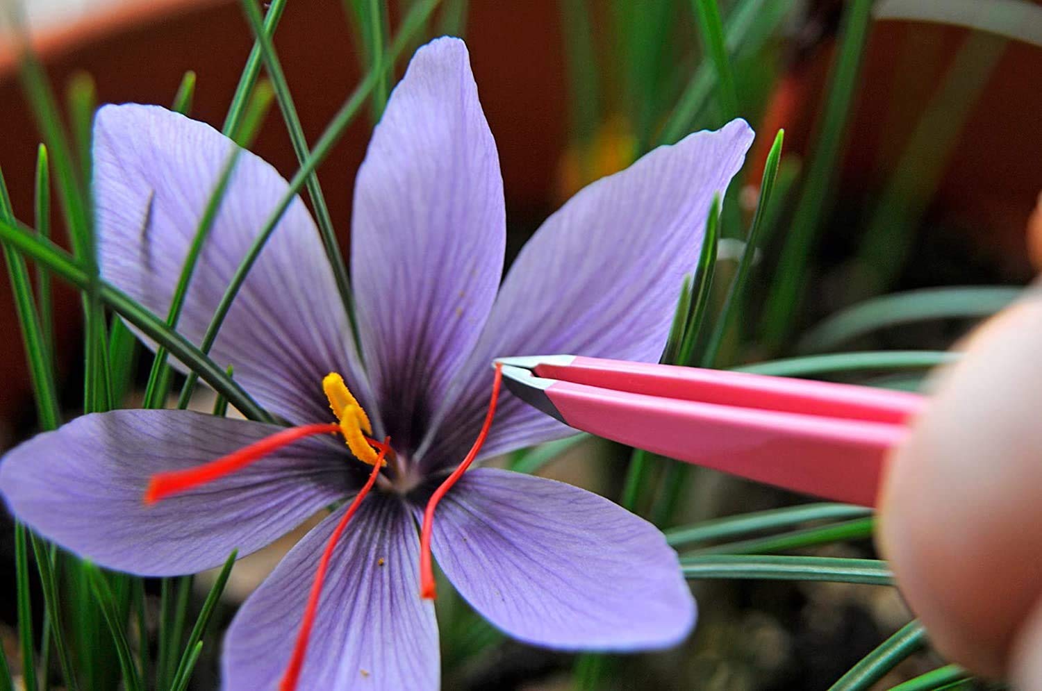 3 Saffron Spice Bulbs to Grow. - Grow Prized Saffron Spice. 3 Big Bulbs