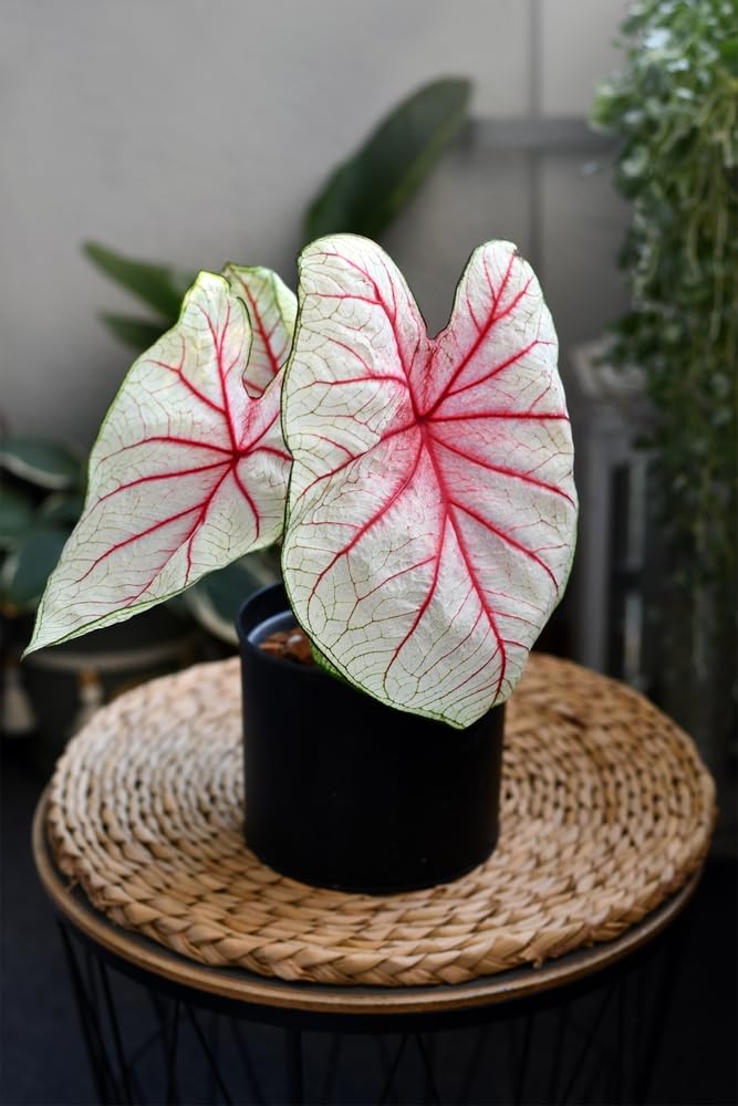 6 White Queen Caladium Bulbs for Planting - Perennial Hosta, Elephant Ears, Fancy (6 Bulbs)