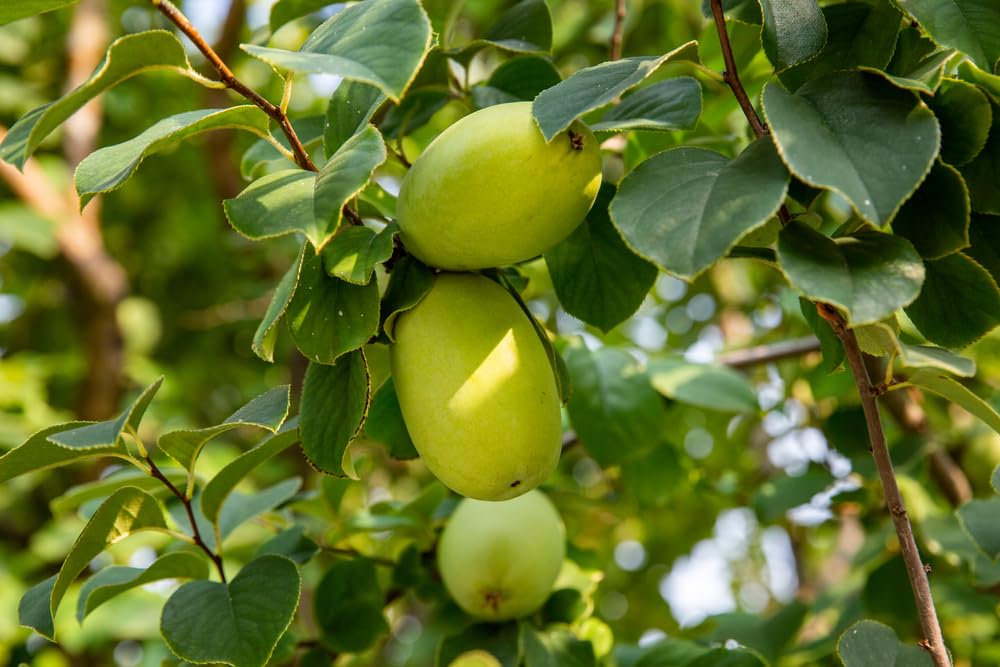 Flowering Quince Bonsai Tree Seeds for Planting (10 Seeds) - Chaenomeles cathayensis