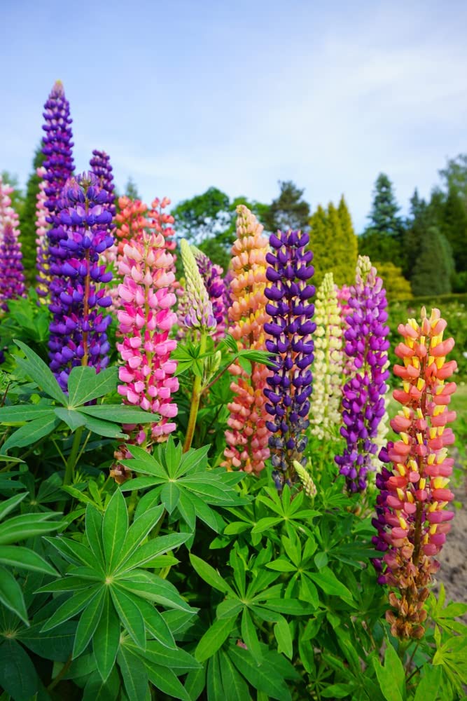 Russell Lupine Flower Seeds - 200+ Seeds - Easy to Grow Wildflower