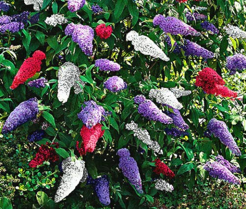 Jocadew Butterfly Bush Mixed Colors Buddleia Davidii jocad (200 Seeds)