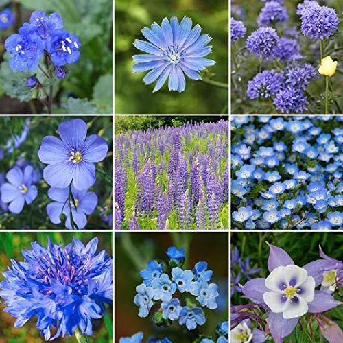 All Blues Wildflower Mix - 200+ Seeds - Stunning All Blue Blend