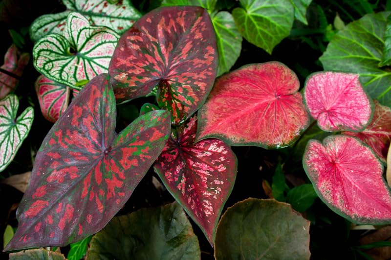 Mixed Color Caladium Bulbs, Fancy Mix, Easy to Grow, Colorful Mix, Perennial Hosta