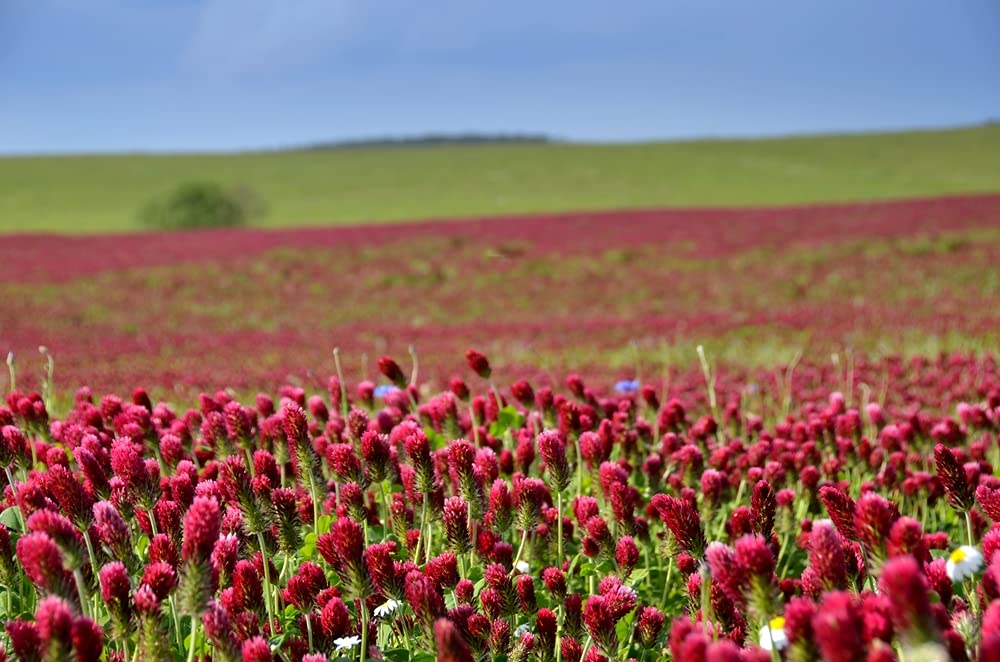 Crimson Clover Seeds for Planting