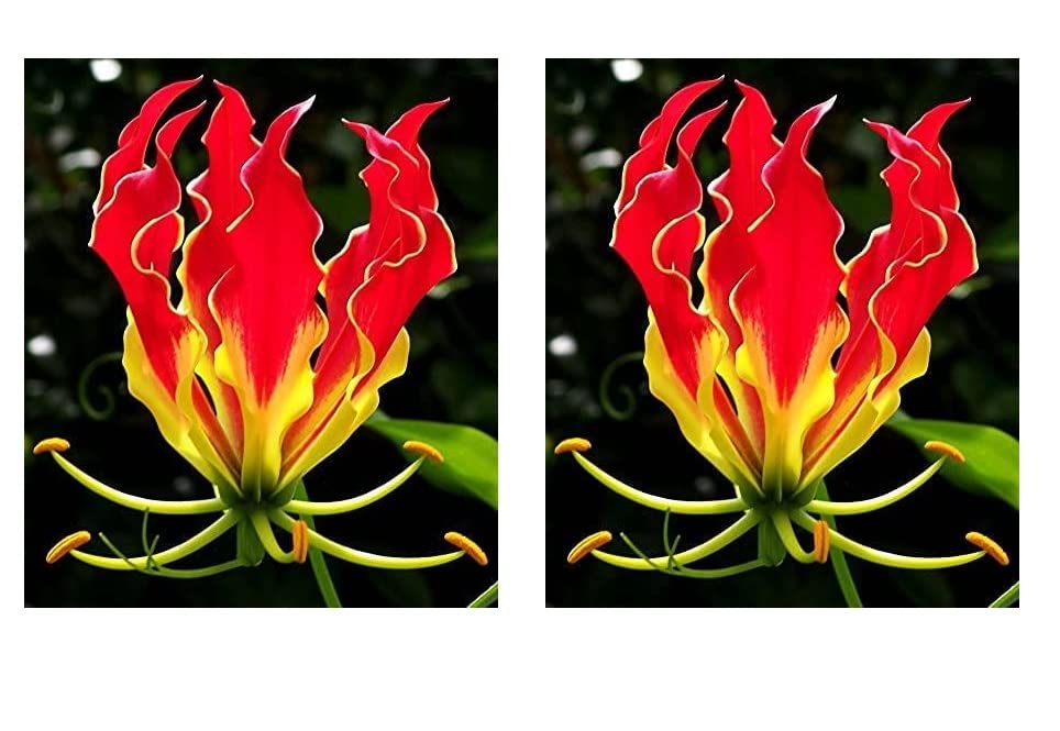 Glory Lily Bulbs for Planting - Gloriosa Plantii - Rare Lily Plants to Grow