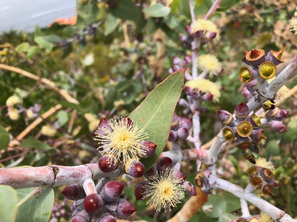 Lemon Scented Eucalyptus Tree Seeds (30 Seeds) - Eucalyptus citriodora
