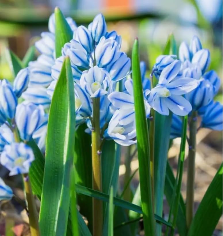 Siberian Squill Flower Bulbs for Planting - (30 Bulbs)