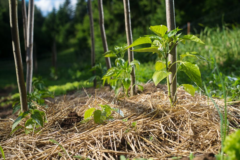 Wheat Straw Garden Mulch - Great for Strawberry Patch and Vegetable Garden Mulch - All Natural, Non-GMO