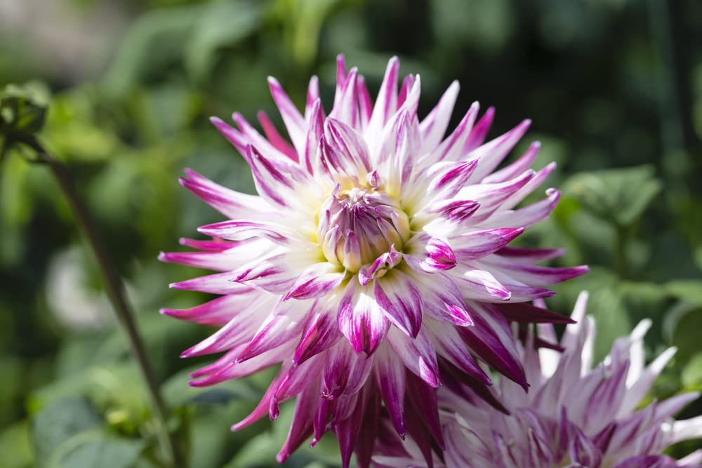 50+ Cactus Dahlia Mixed Color Seeds - Made in USA, Ships from Iowa.