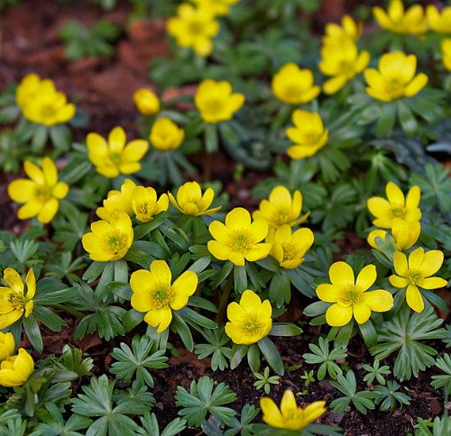 Winter Buttercups - 15 Bulbs - Eranthis cilicica - Hardy - 4/+ cm Bulbs