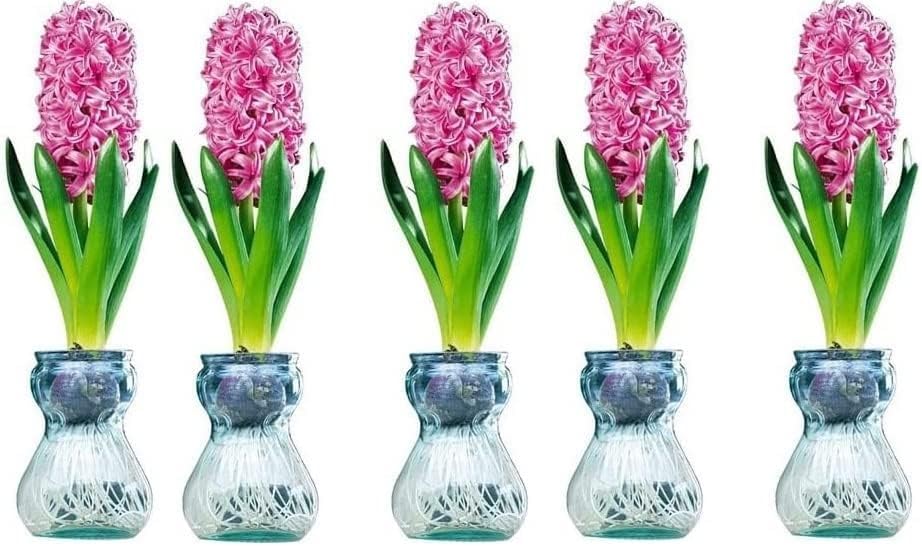 CZ Grain Hyacinth Bulb and Forcing Vase - Ready to Grow Indoor Hyacinth, Just Add Water - Made in USA