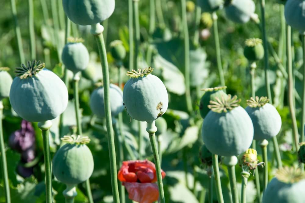 300 Mammoth Poppy Seeds for Planting - Papaver somniferum