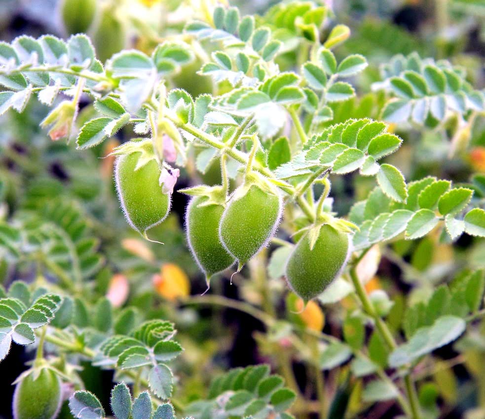 50 Red Lentils Plant Seeds - Grow Your Own Food