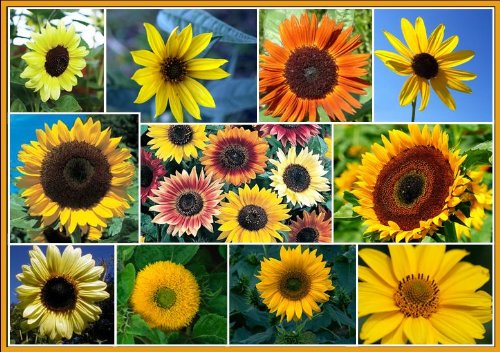 100+ Sunflower Seeds for Planting - Exotic Colors Mix