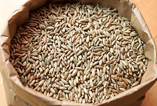 Beautiful (5lb) Organic Cereal Rye Whole Grain Berries