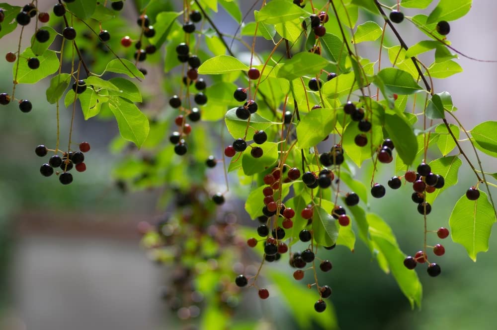 Hackberry Tree Seedlings for Planting - Grow Bird Cherry Trees, Great for Landscape and Wildlife - No Ship to California