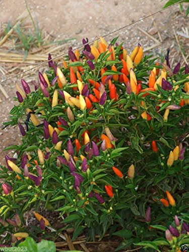 PEPPER,Chilli, 50 Seeds, "BOLIVIAN RAINBOW" CHILI PEPPER( C. annuum) Heirloom