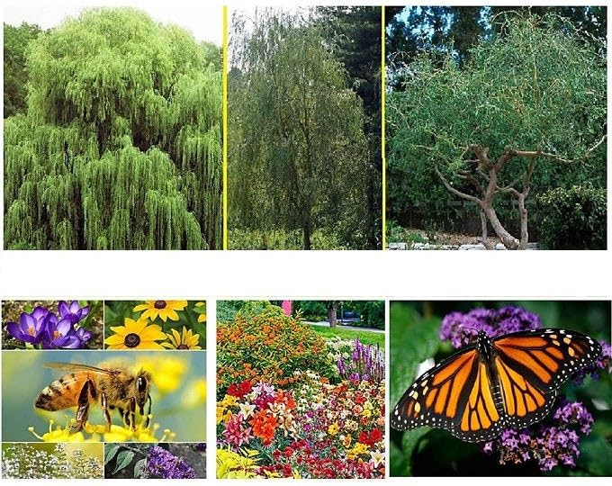 Climate Change Reversal Kit, Minimize Your Carbon Foot Print - 5 Fast Growing Trees That Produce Oxygen and Use CO2 and 1 Ounce of Wildflowers for Butterfly, Hummingbirds and Bees