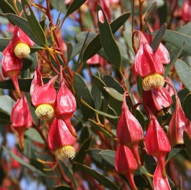 Fuschia Gum Tree Seeds for Planting (10 Seeds) - Eucalyptus forrestiana