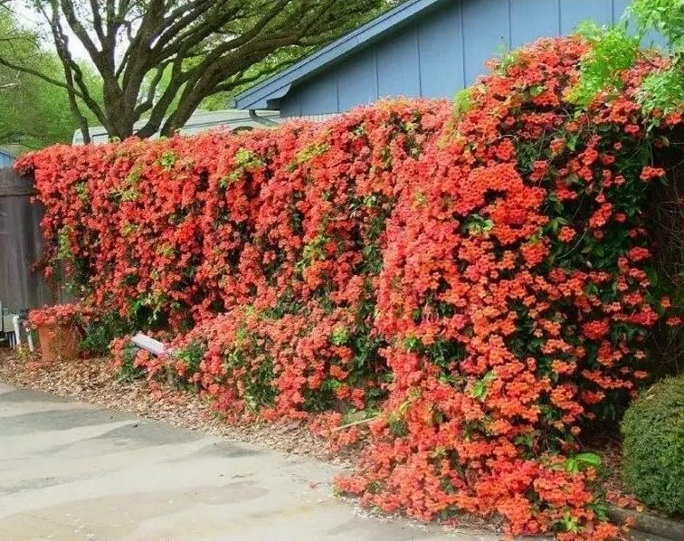 100 Red Trumpet Bush Seeds for Planting - Hummingbird Bush - Non-GMO Seeds