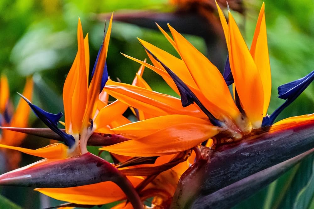 10 Seeds of Orange Bird of Paradise Flower fpr Planting - Great Indoor Tropical Plant or Bonsai - Strelitzia Reginae