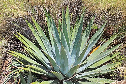 Utah Agave Seeds for Planting - 20 Seeds - Ships from Iowa, USA - Grow Exotic Cacti Succulent