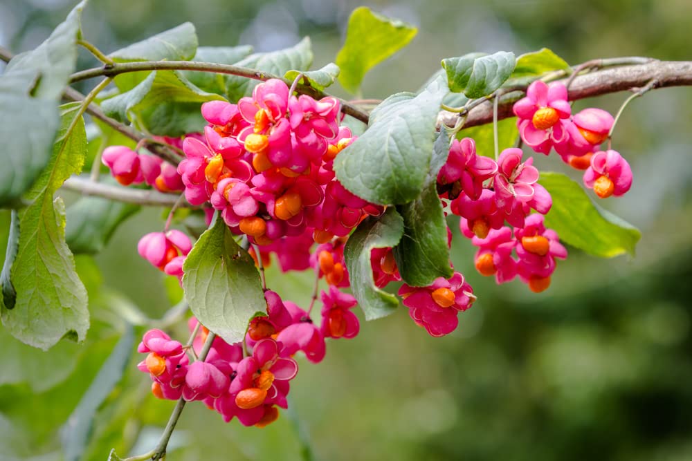 Spindle Tree Seeds for Planting - 10 Seeds - Euonymus latifolius