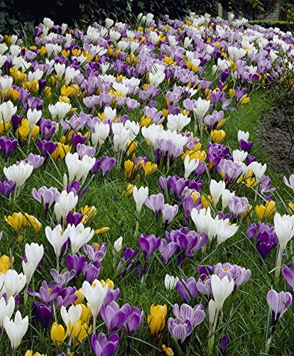 50 Crocus Bulbs - Large Flowering Mix -White, Purple,Blue,Yellow.Bulb Size: 8/9“.walkways or in Your Lawn for Amazing Spring Color.”