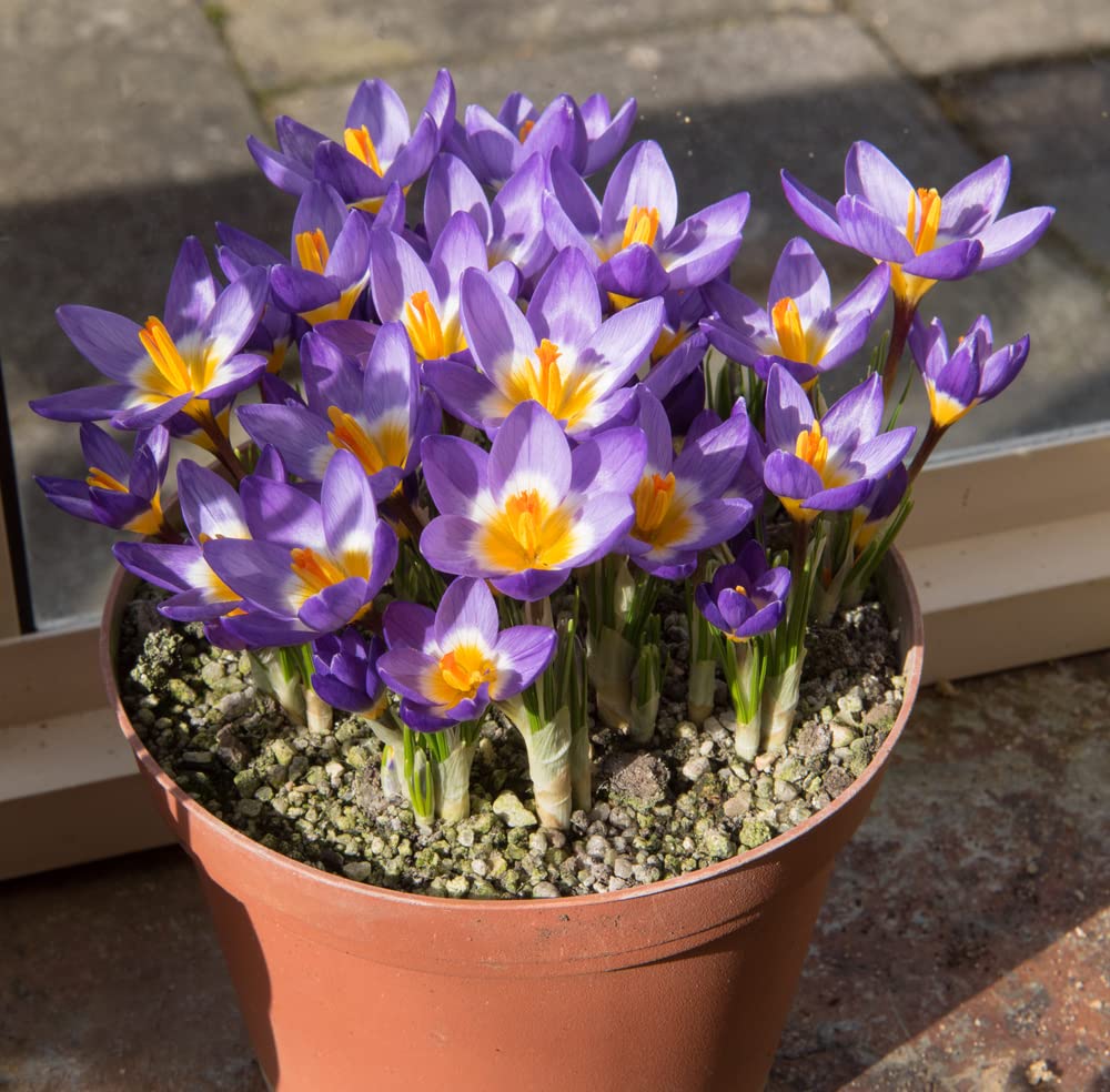 10 Siberian Snow Crocus Bulbs for Planting