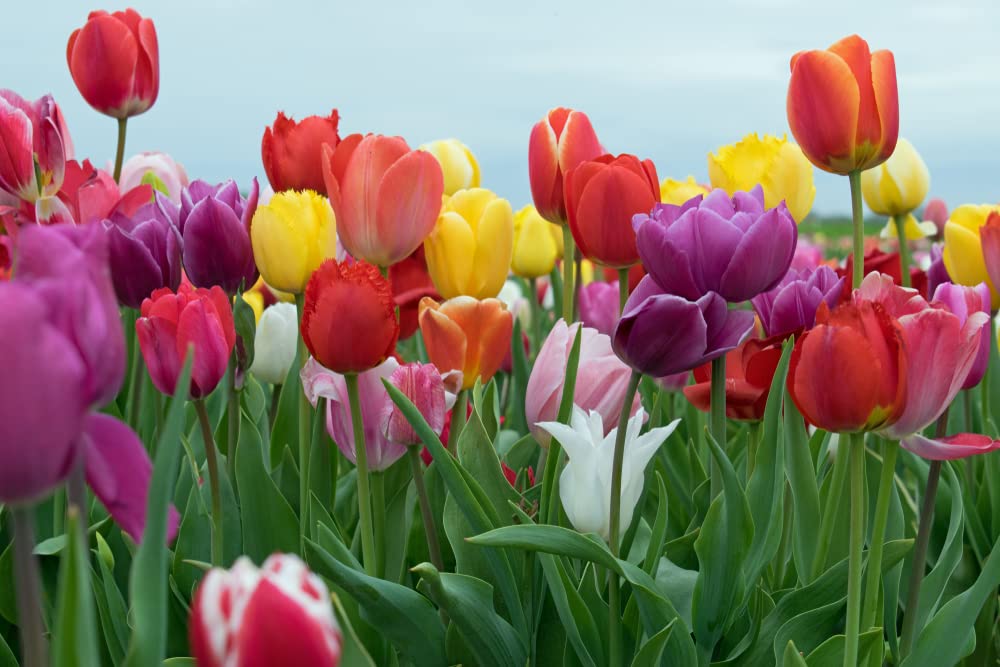 Mixed Triumph Tulips - Assorted Colors of Tulip Bulbs - Ships from Iowa