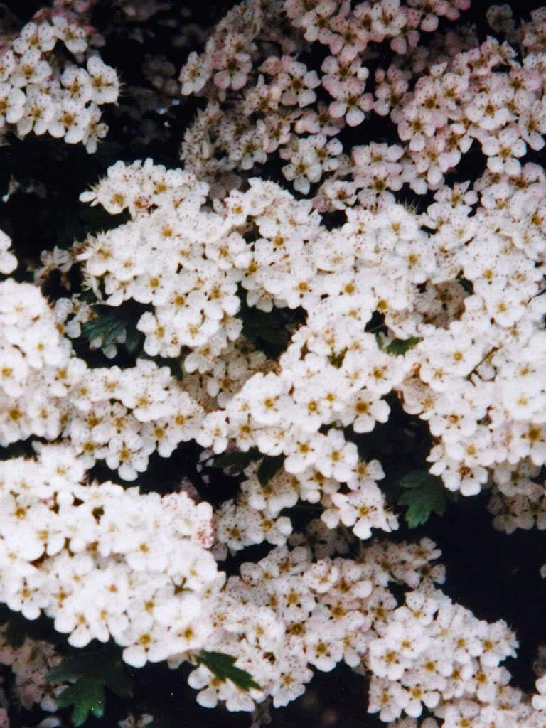 ASH Tree Mountain - Amur - Rowan - Sorbus Aucuparia jocad (20 Seeds)