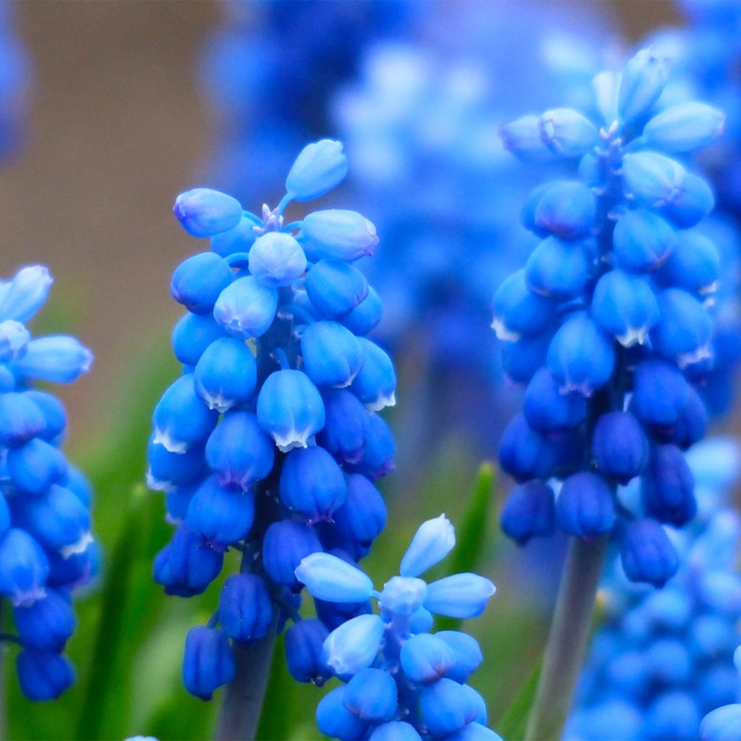 10 Grape Hyacinth Bulbs for Planting, Blue Grape Hyacinth Spring Flowering Bulbs, muscari Armeniacum Bulbs