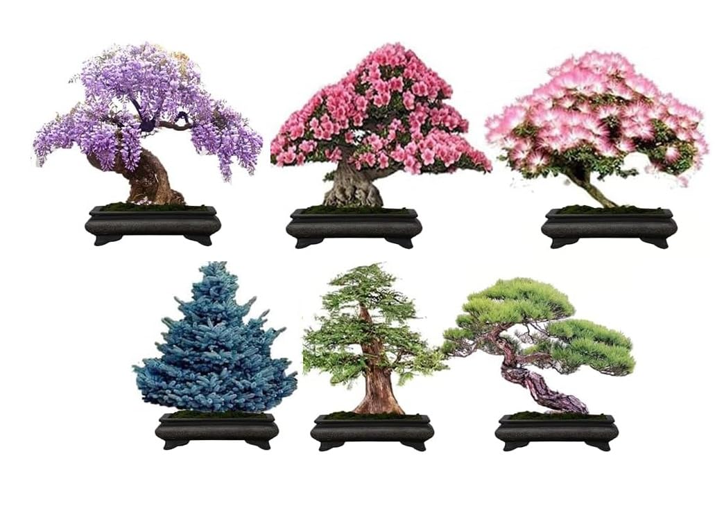 6 Types of Bonsai Tree Seeds for Planting - Pick from 3 Kits or Get Them All
