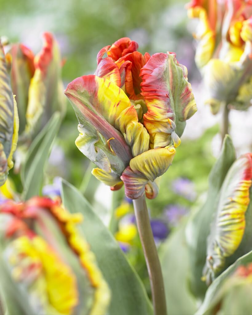 Rasta Parrot Tulip Bulbs for Planting (10 Bulbs)