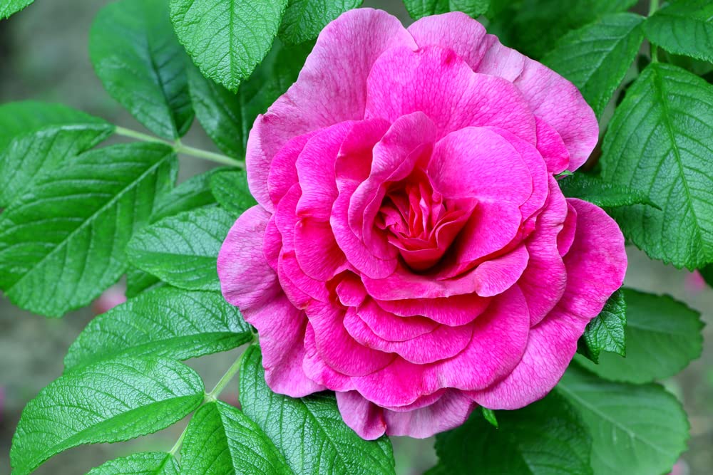 Red Rugosa Rose Bush Seeds for Planting (50 Seeds) - Rosa Rugosa Rubra
