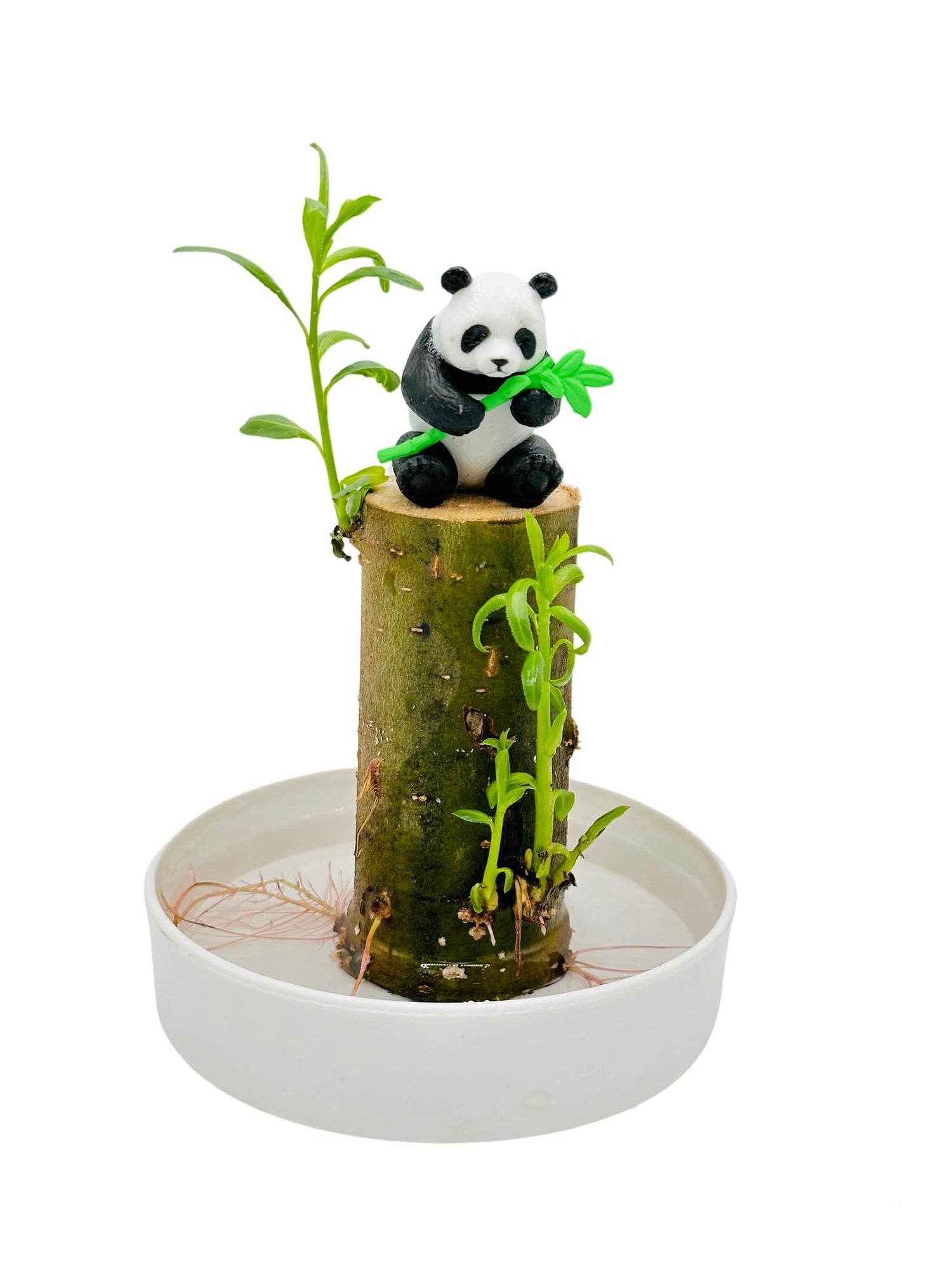 CZ Grain Lucky Bamboo Office Desk Planter and Panda - Thick Trunk Brazil Willow Wood Grows Fast - Window or Cabinet Decor - All in One Desktop Bonsai Kit
