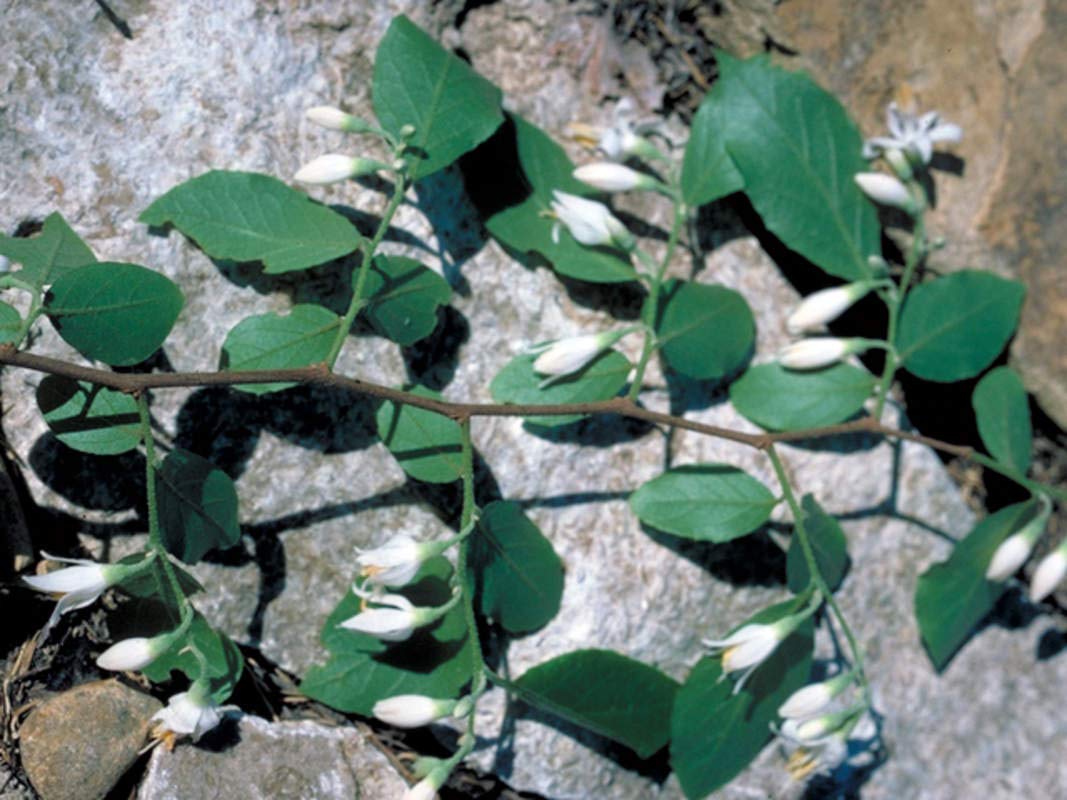 6 American Snowbell Bush Seeds for Planting - Styrax americanus - Elegent Weeping Flowers - Great for Garden or Yard