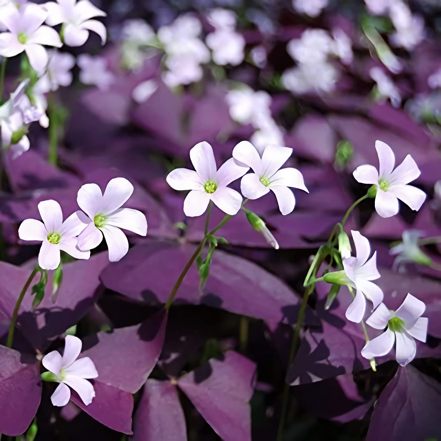 10 Pcs Purple Shamrock Bulbs Seeds Oxalis Triangularis Organic Bulbs Plants Seeds for Planting Home Garden Seeds,for Growing Seeds in The Garden