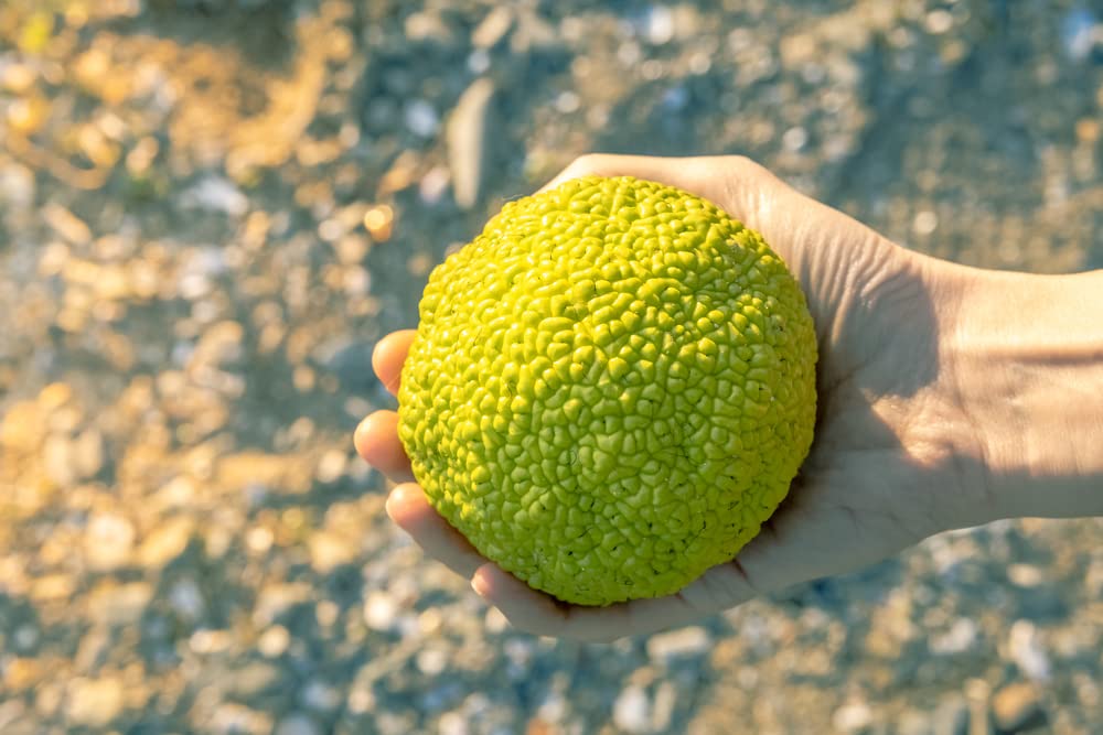 Hedgeballs, Osage Oranges - Naturally Remove Bugs and Spiders - All Natural, Grown in Iowa