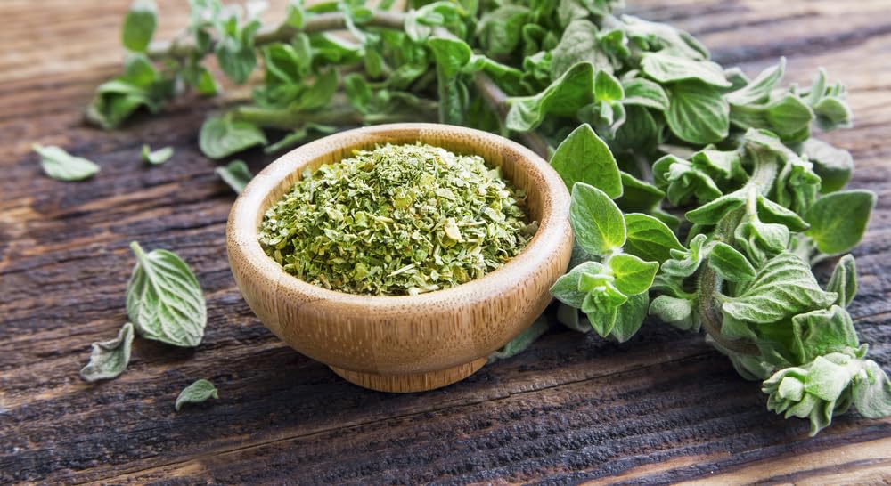 Oregano Seeds to Grow | 150+ Seeds | Prized Herb for Cooking