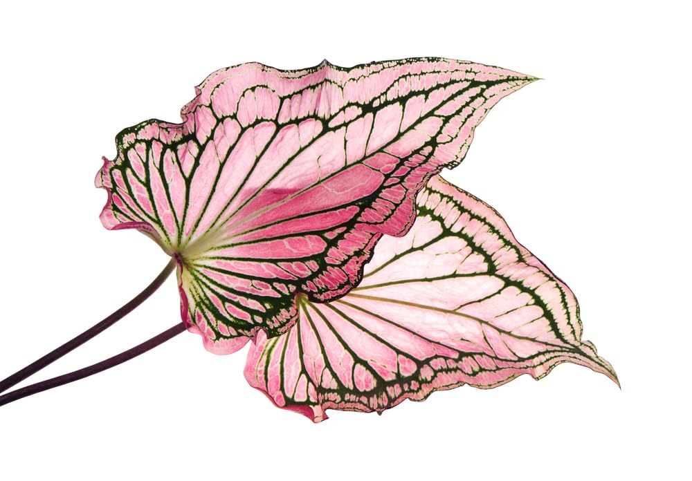 Pink Symphony Caladium Bulbs for Planting - Perennial Hosta, Elephant Ears, Fancy (6 Bulbs)