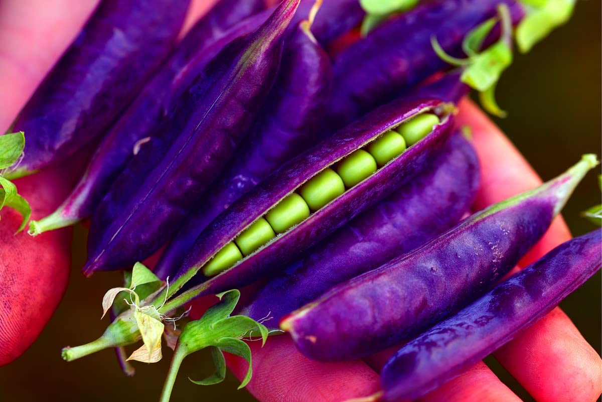 Purple Pod Pea Seeds for Planting - 10 Seeds - Heirloom and Non-GMO, Easy to Grow