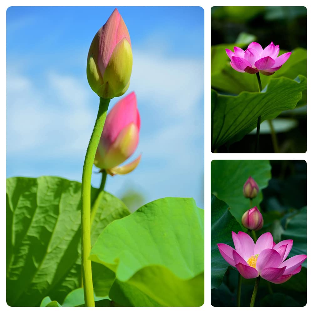 60PCS Open Mouth Bonsai Lotus Seeds Water Lily Flower Non-GMO Heirloom Garden Home for Planting (Purple)